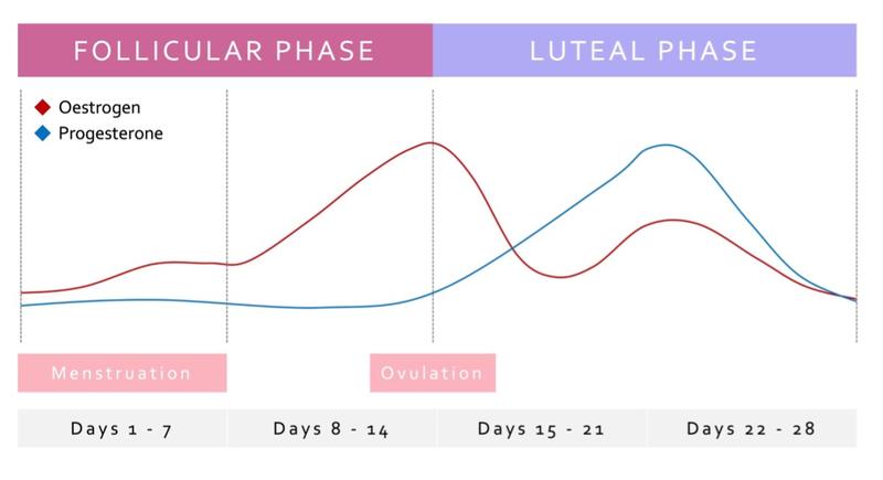 Graph showing the rise and fall of estrogen and progesterone across the follicular and luteal phase of the menstruation cycle