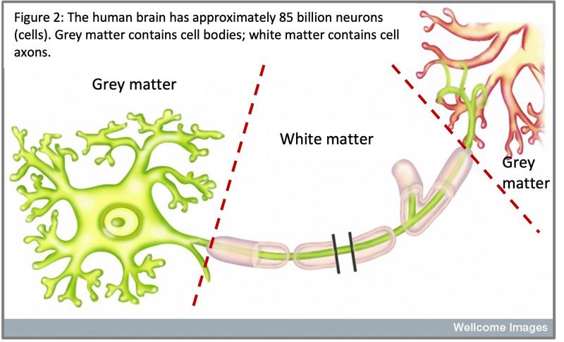 Scientific diagram of neurons with grey and white matter.